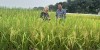 Gặp một trong những người tạo ra giống lúa của Việt Nam đang "gây bão" ở Cuba, vì sao giống lúa này được trồng ở Cuba?
